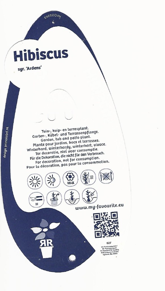 Hibiscus syriacus ardens 0002.jpg